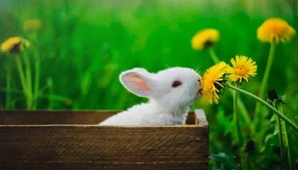 加密数字资产是什么？